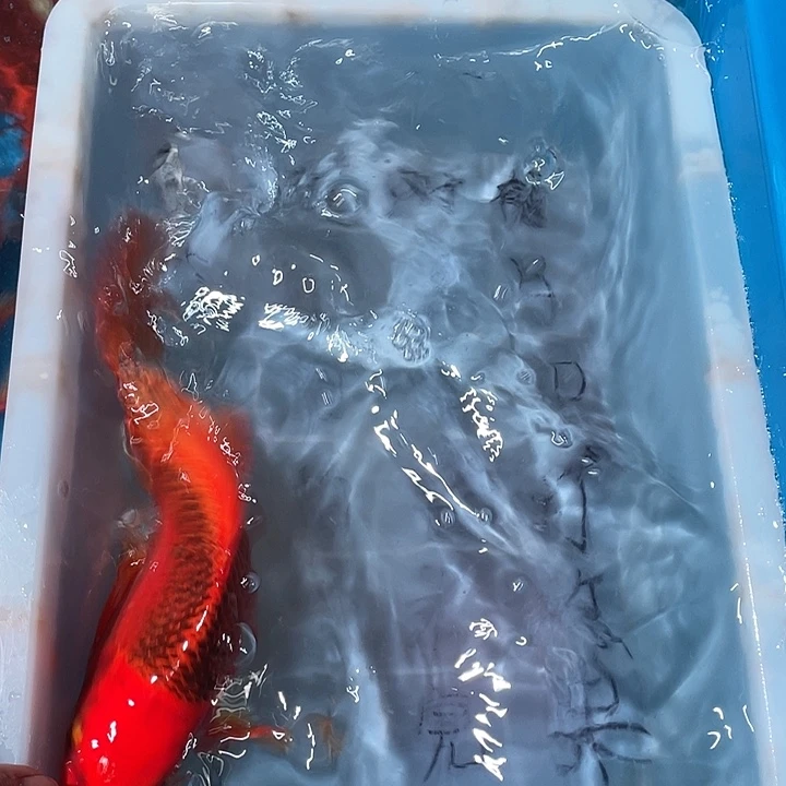 蝴蝶鲤鱼渔场直发59