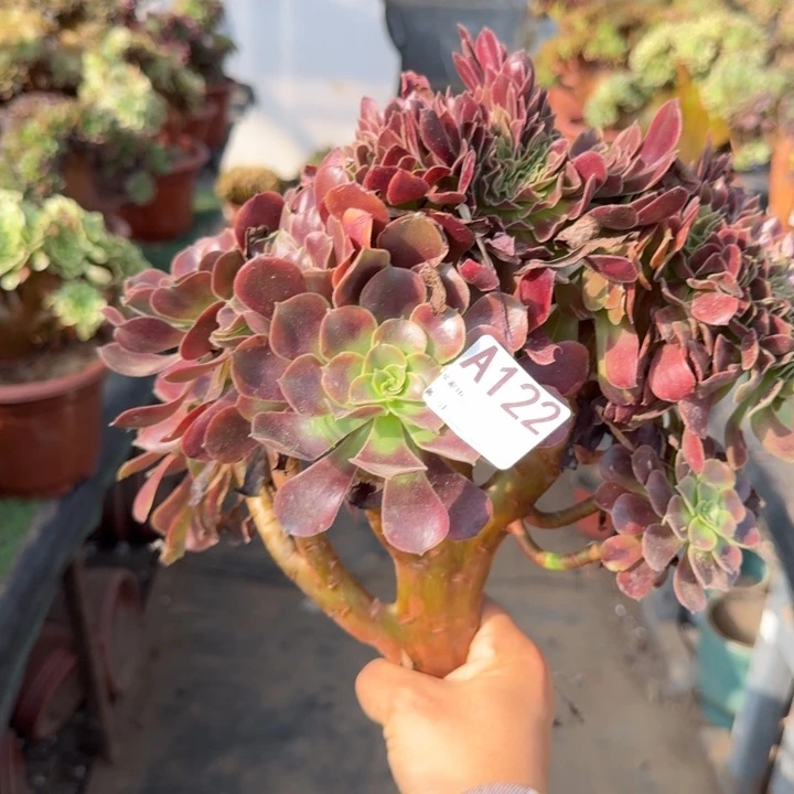 欧嘉莉法师锦缀化砍头122