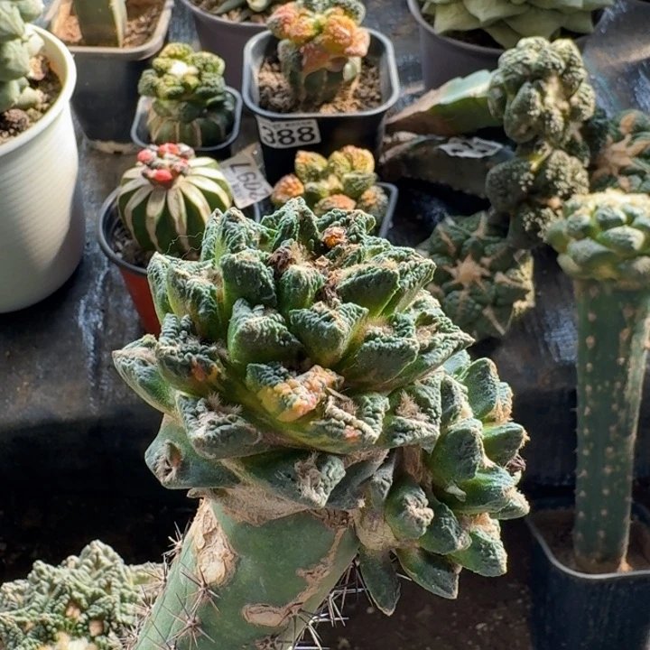 339黑牡丹锦仙人球