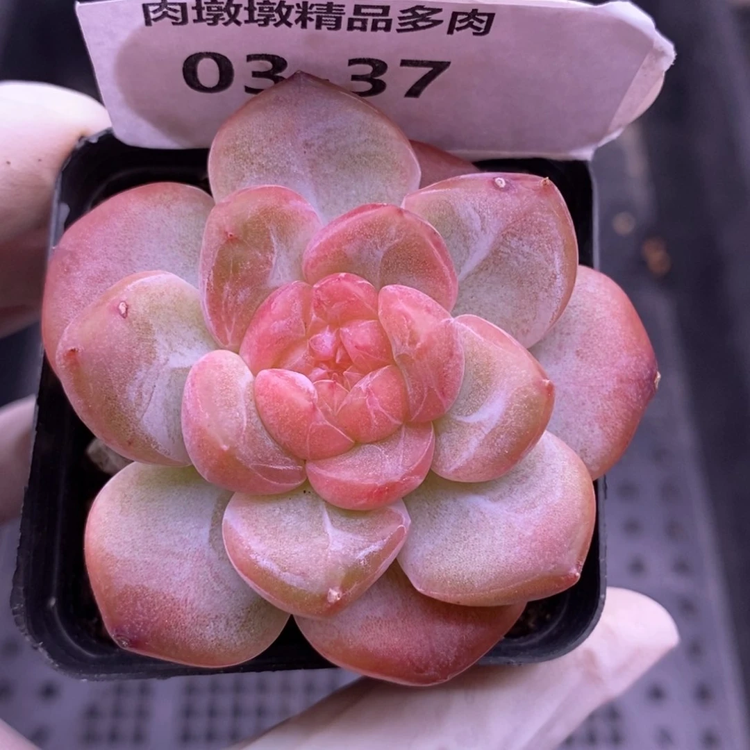 【闪购商品】03-37