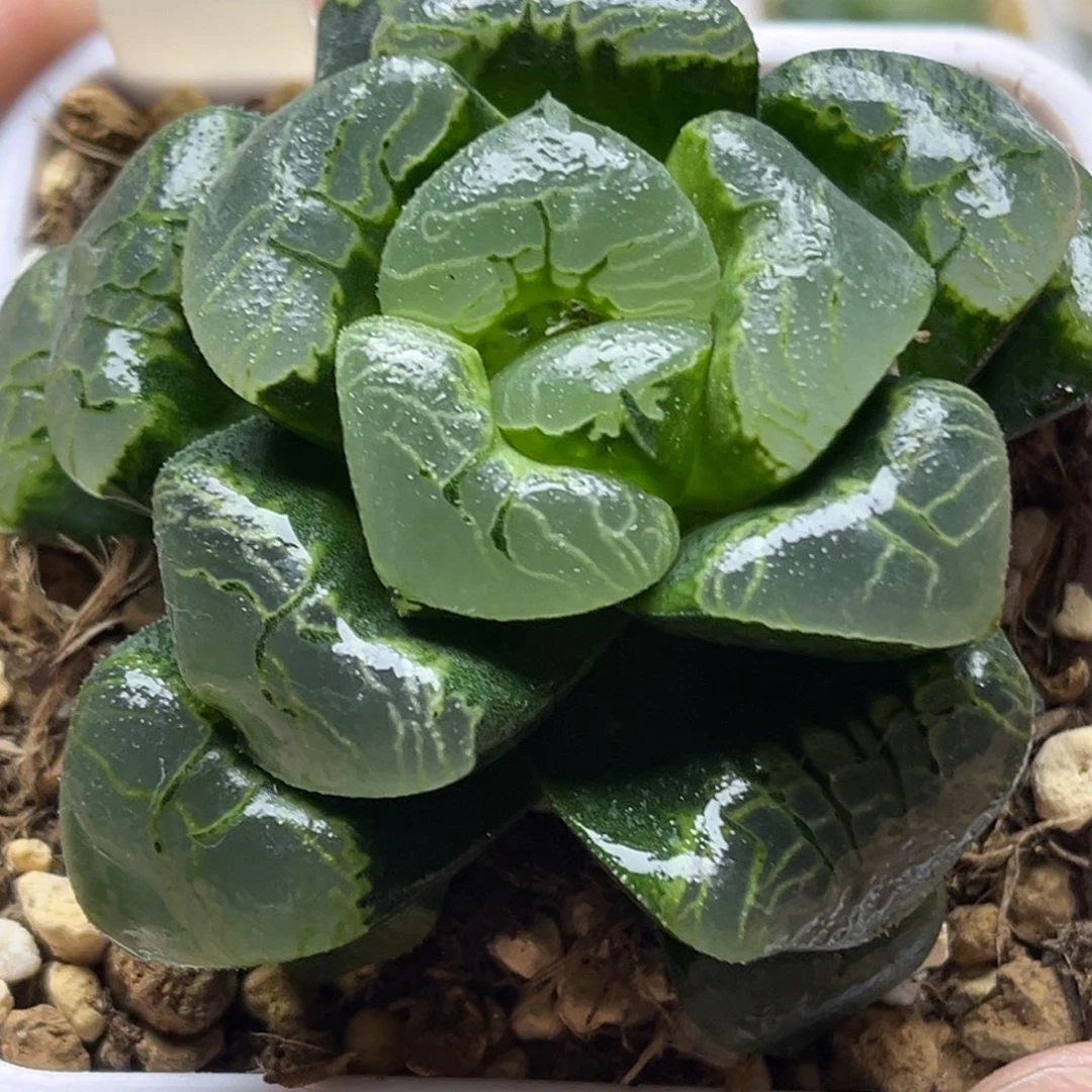 569巨大祥云克发发发发发发