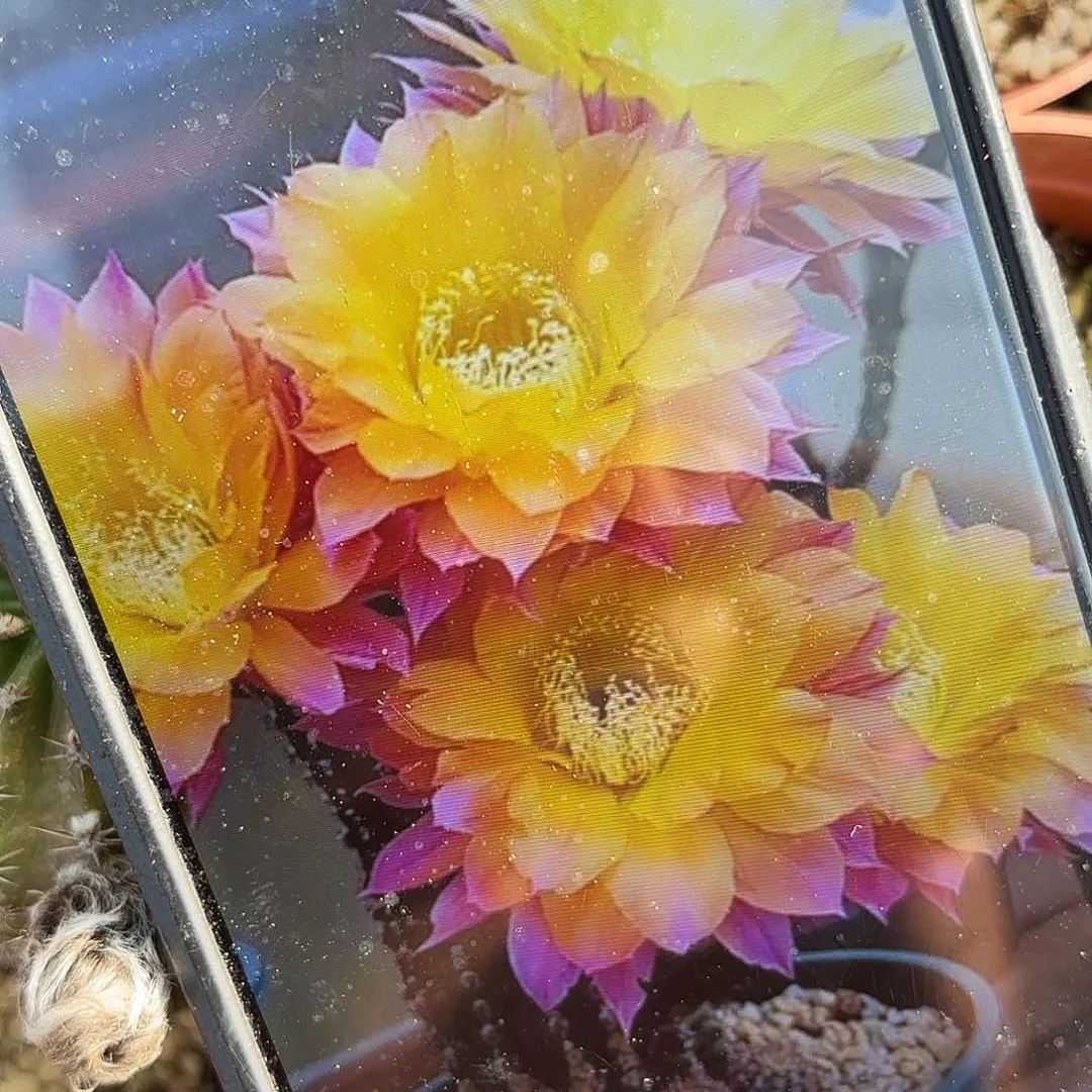 激流带根仙人球20包邮