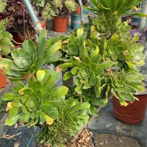 原始绿缀有伤多肉植物047