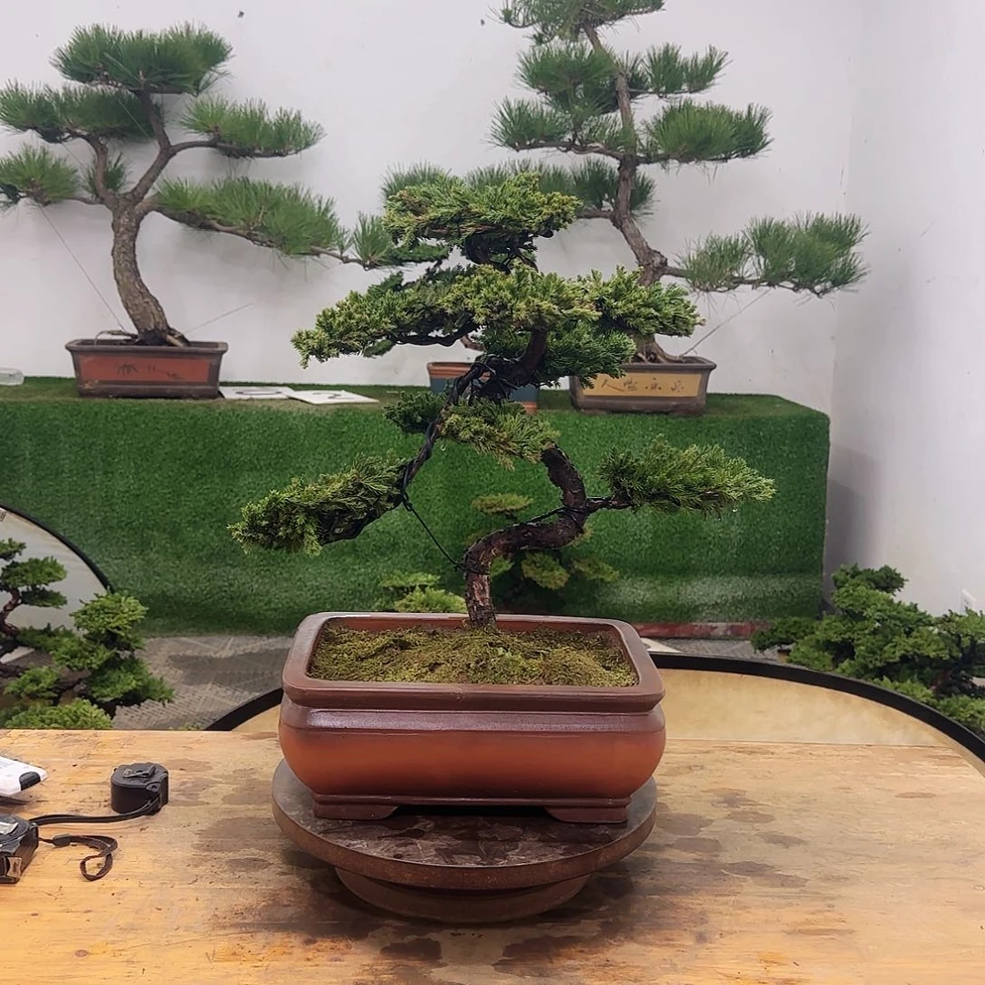 无花朵盆景盆景盆景