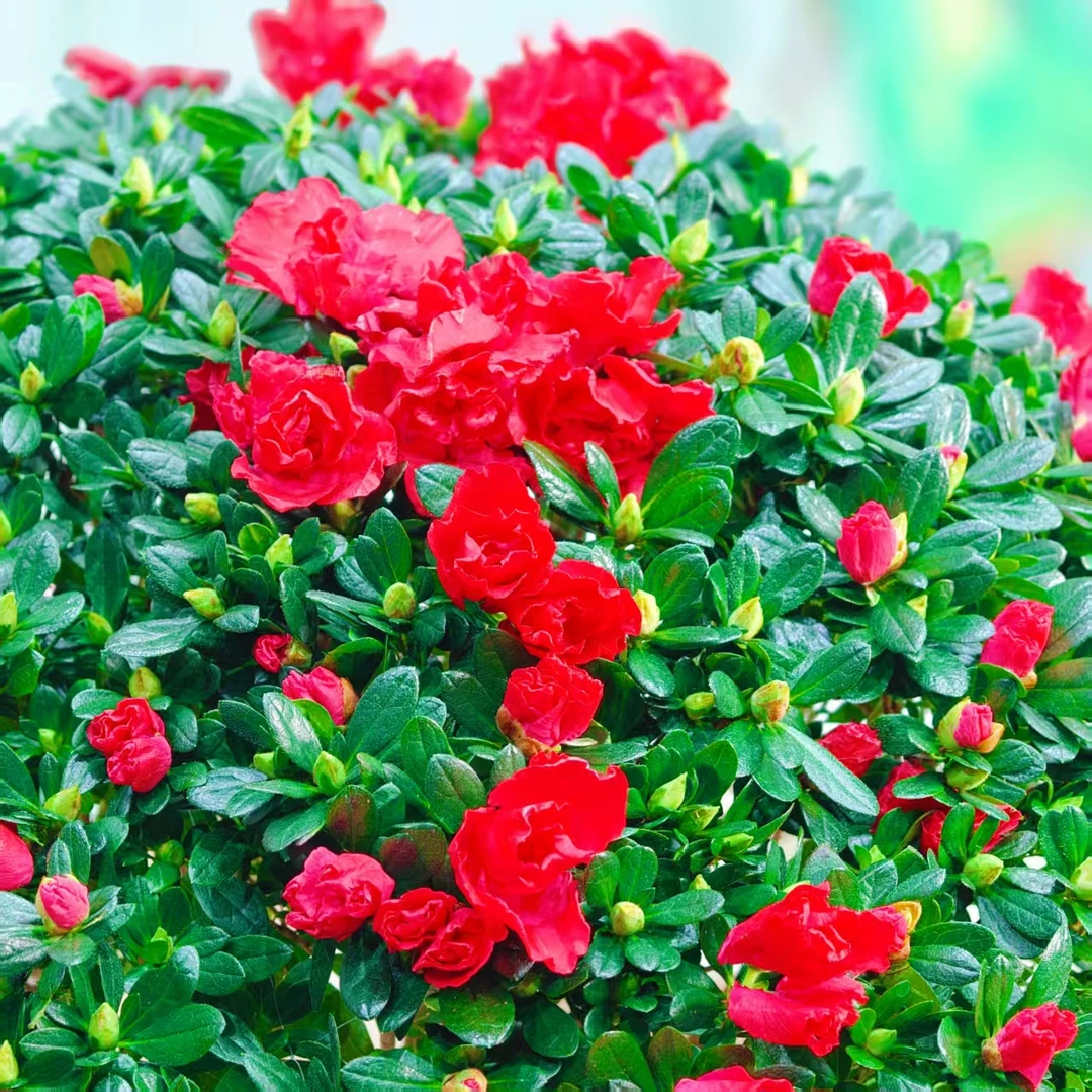 带花苞杜鹃花盆栽室内外好养四季开花绿植花卉