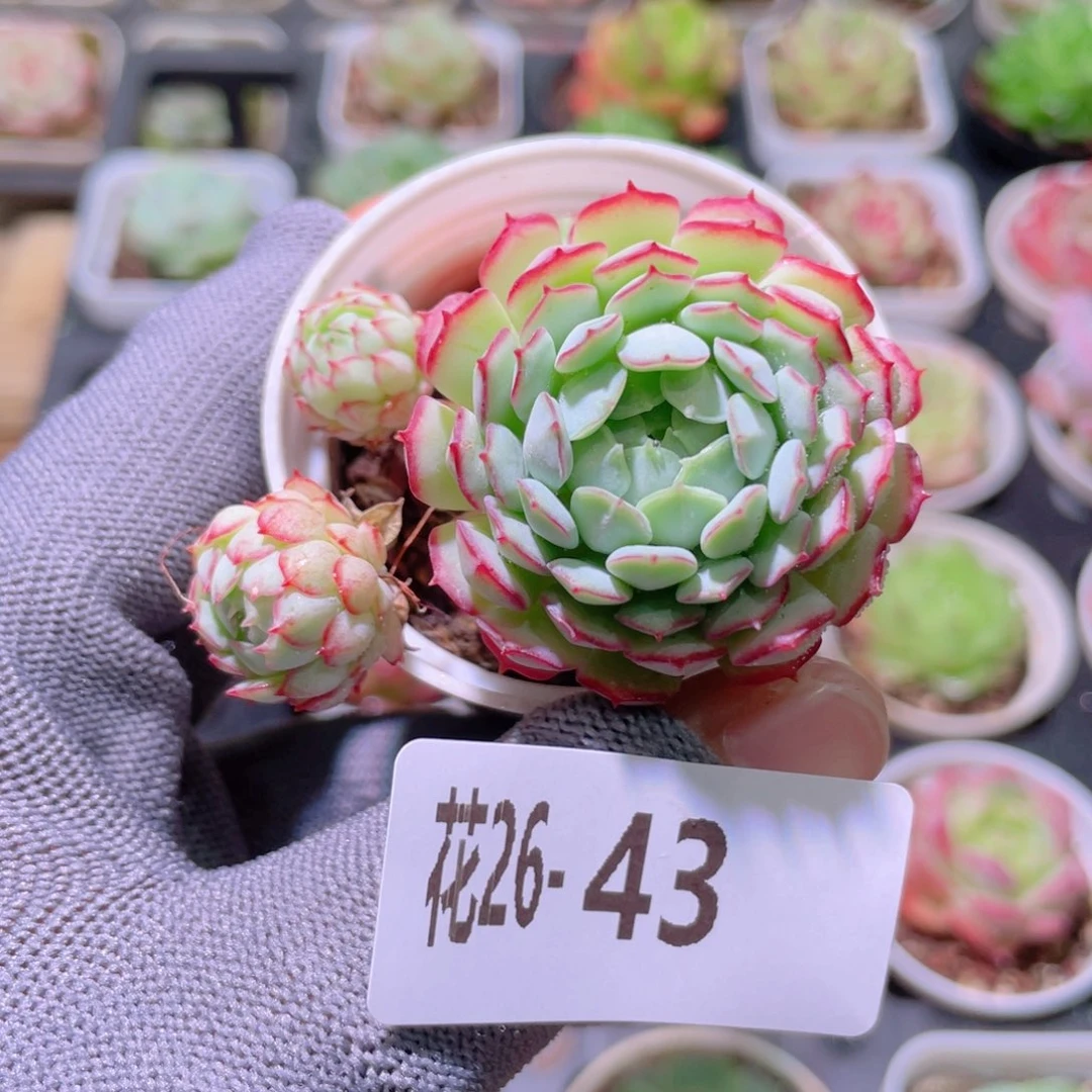 花利美26-43小红船
