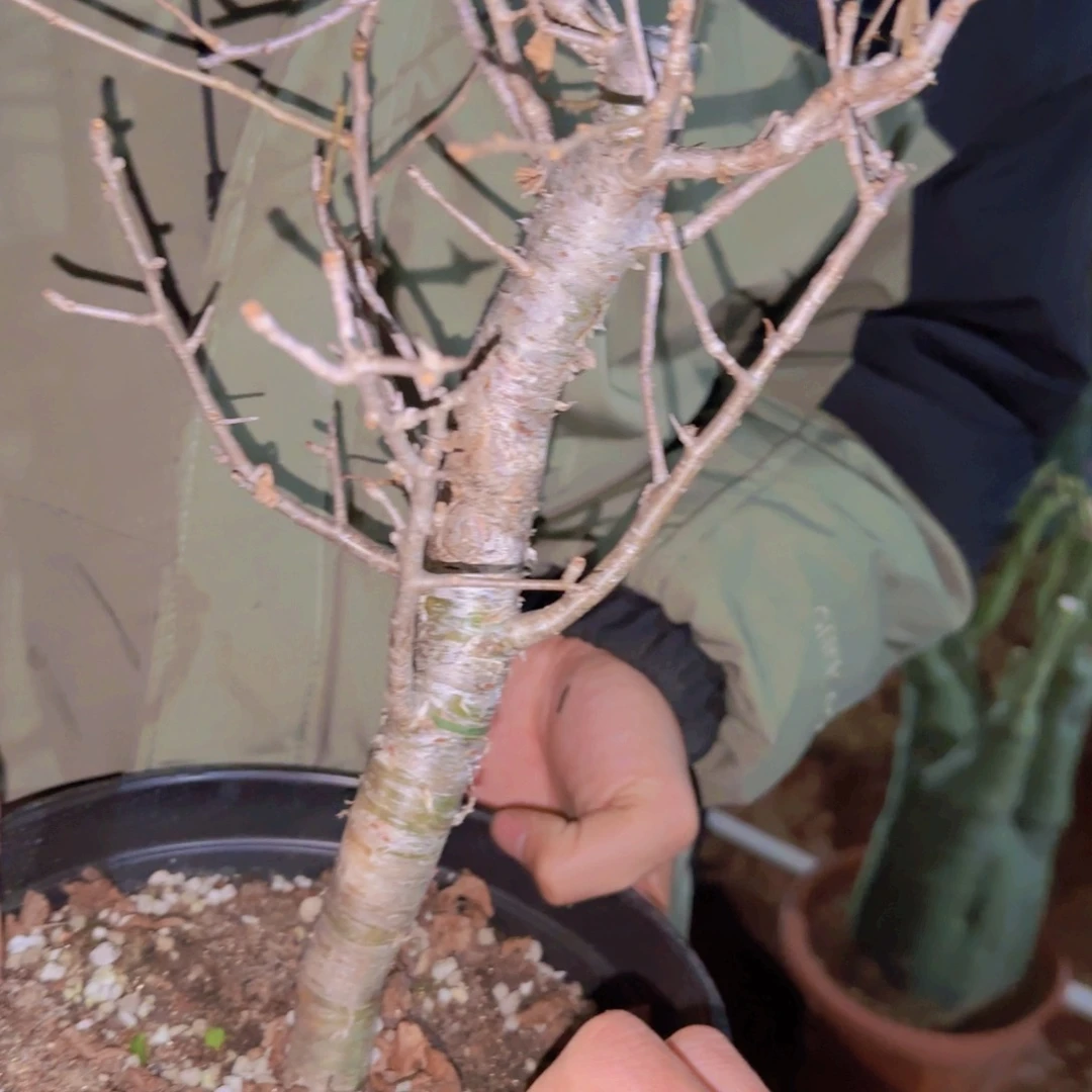 I***e块根植物块根植物