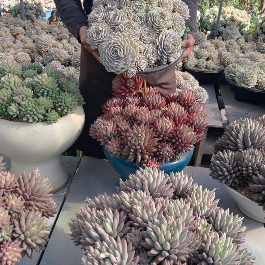 一物一拍中通快递188