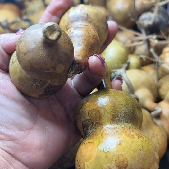 小**゛葫芦葫芦葫芦葫芦