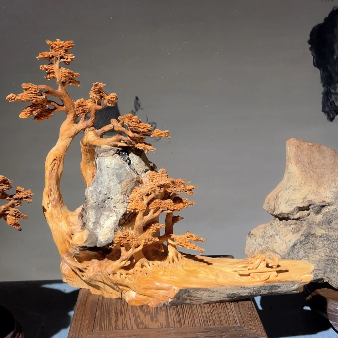 柏木（崖柏）太行崖柏