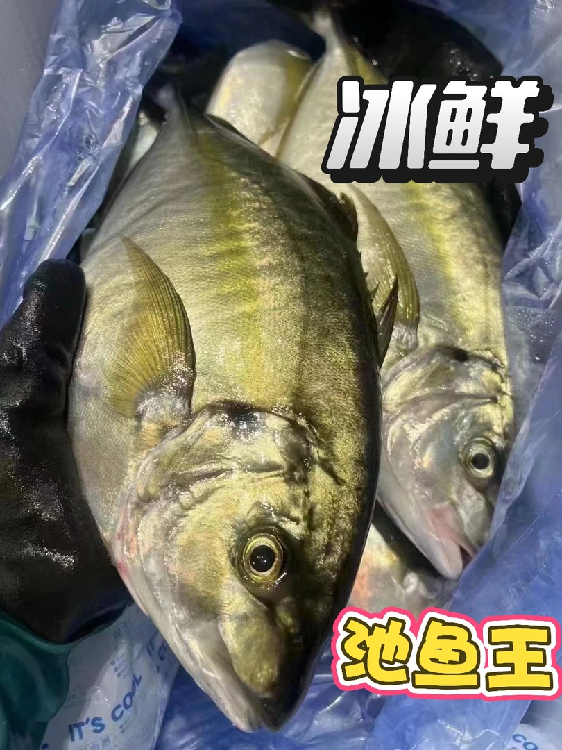 【吕依凌】池鱼王大竹夹鱼刺身食材冰鲜顺丰包邮