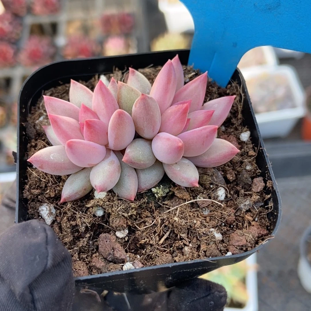 545余美人多肉植物保护