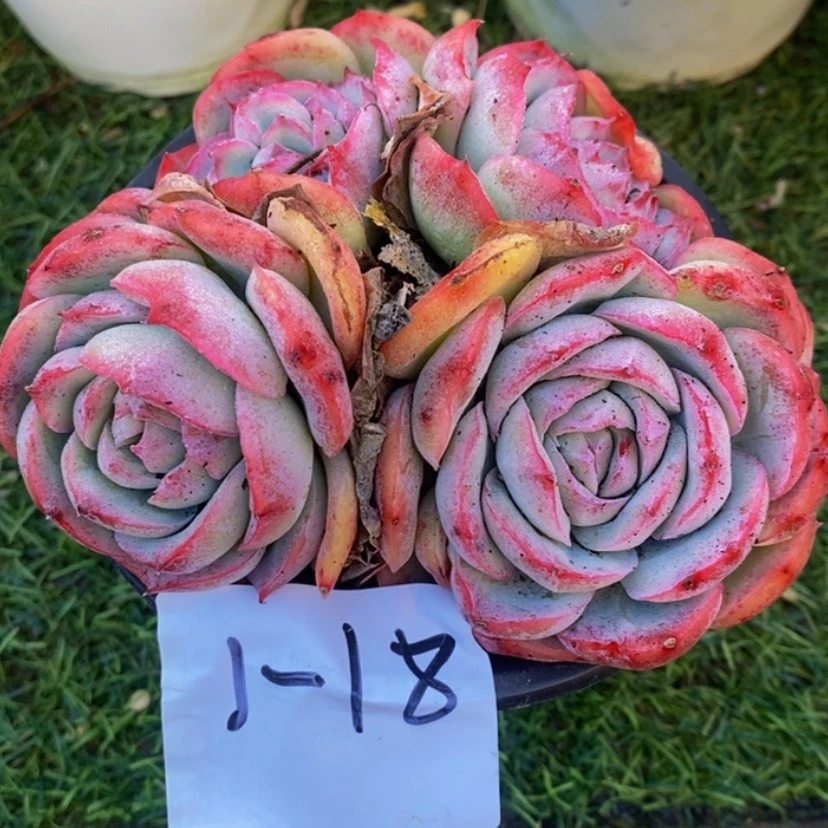 【闪购商品】朝**暮多肉植物