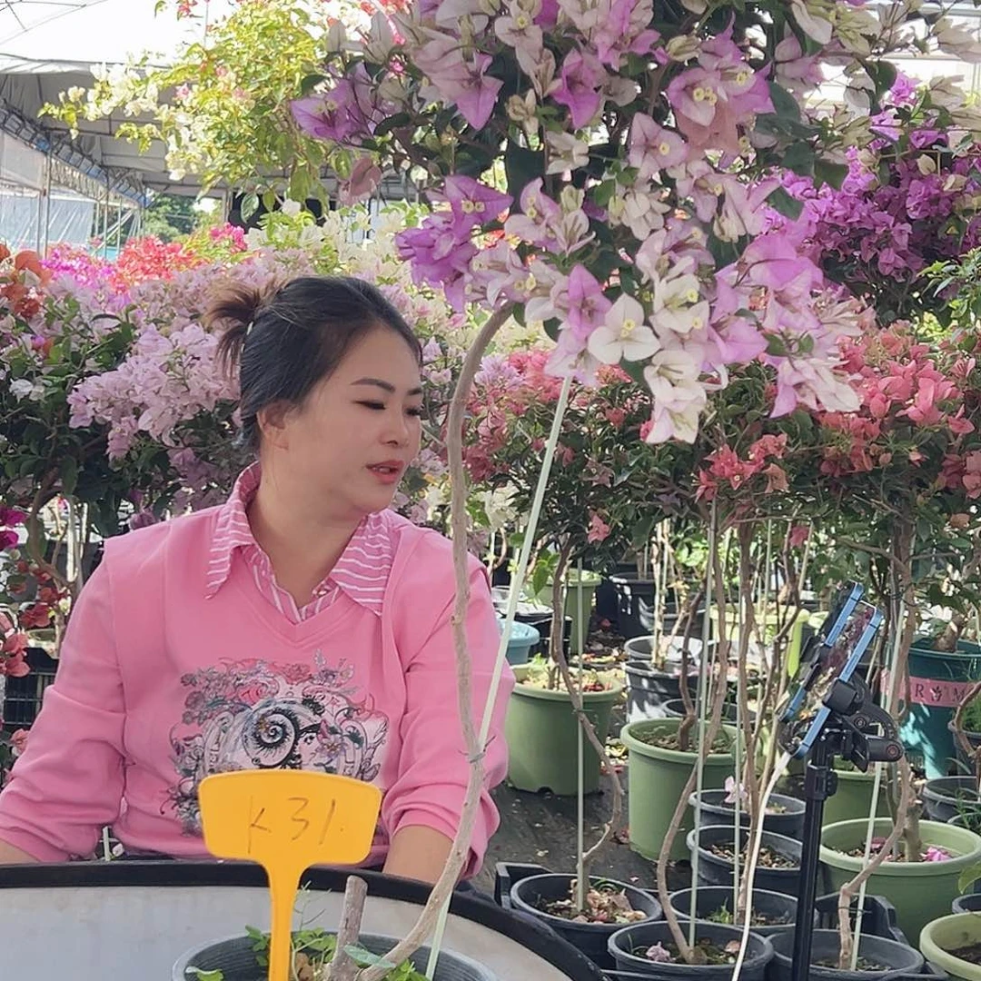 可***1大部分花苞少量开放K31雪紫