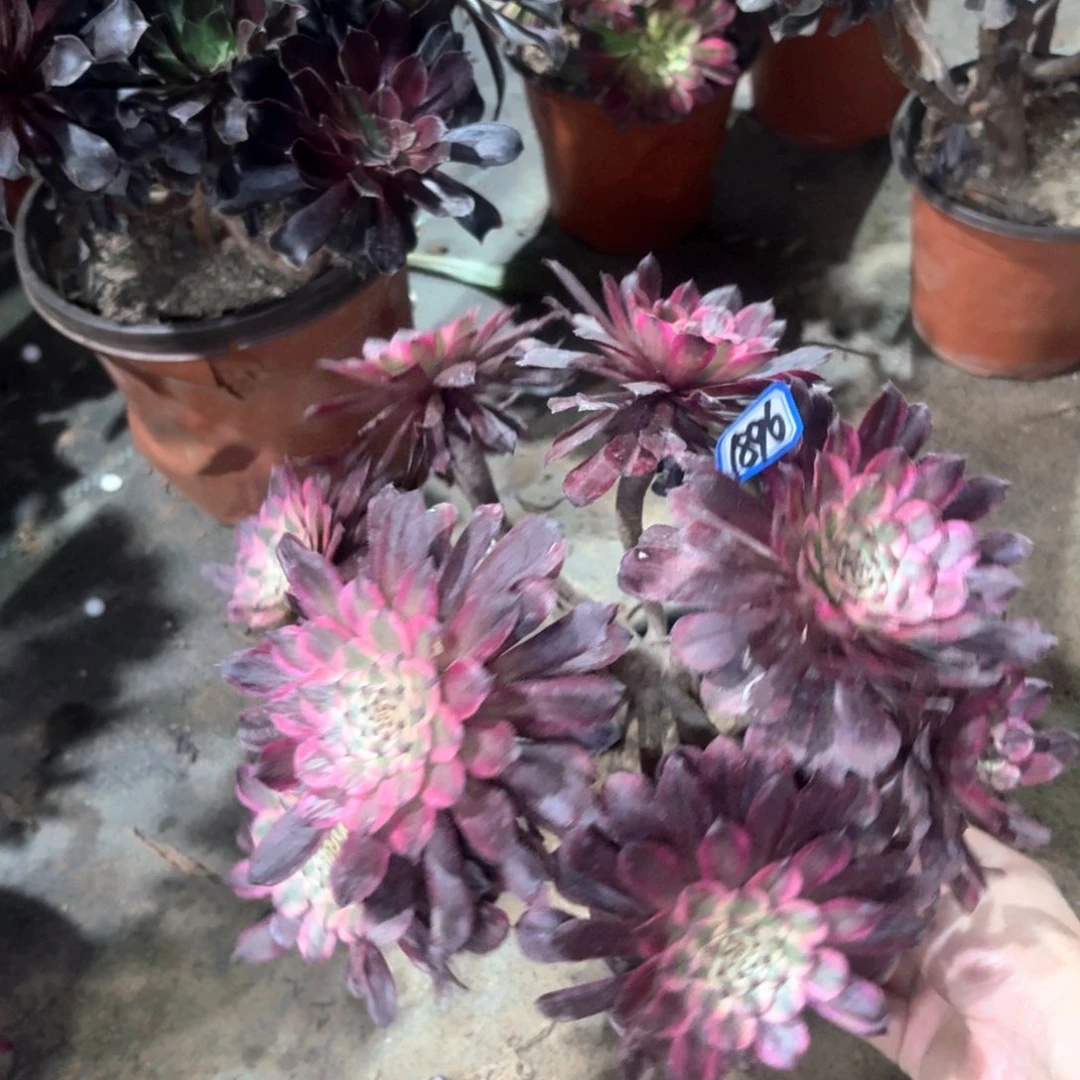 红锦法师多肉丛林朵1896