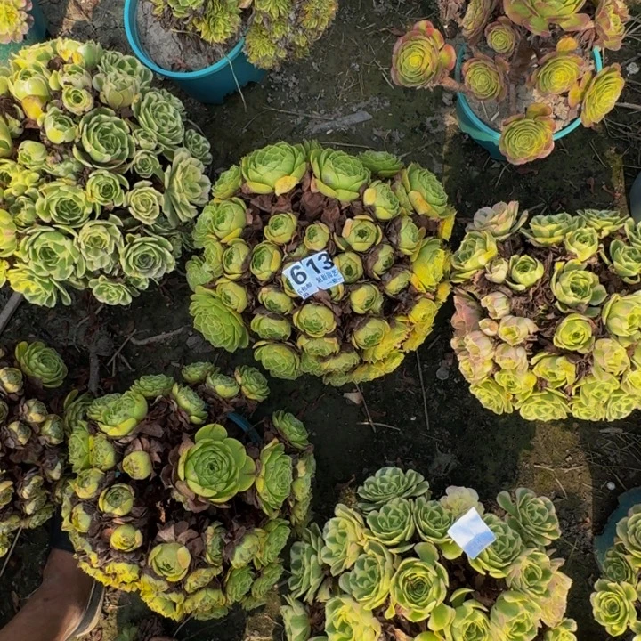 万圣节花29-43包邮花花