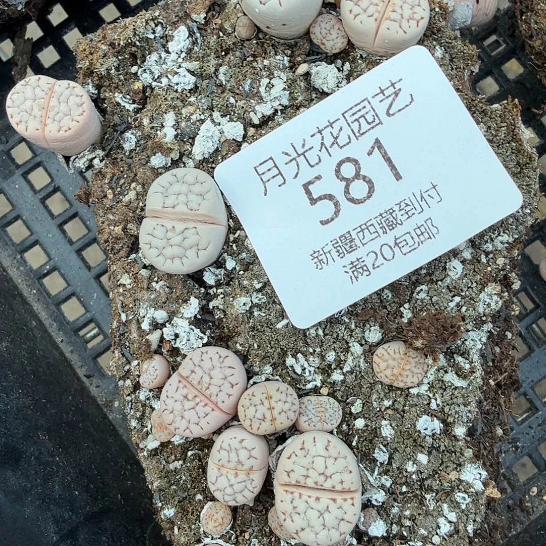 这个我是要了啊呜呜581