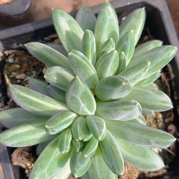 青花瓷美人一物一拍多肉特