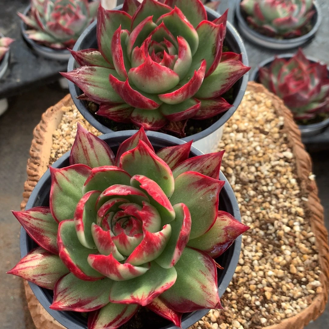 585多肉植物2颗，多肉