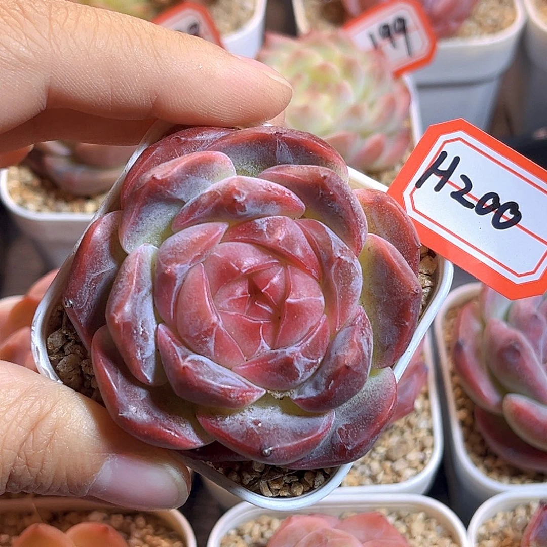 H200  新品珍妮满18包邮