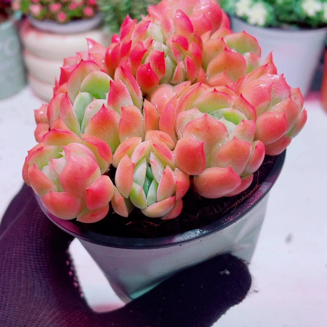 香水贝瑞全店凑满9.9包邮