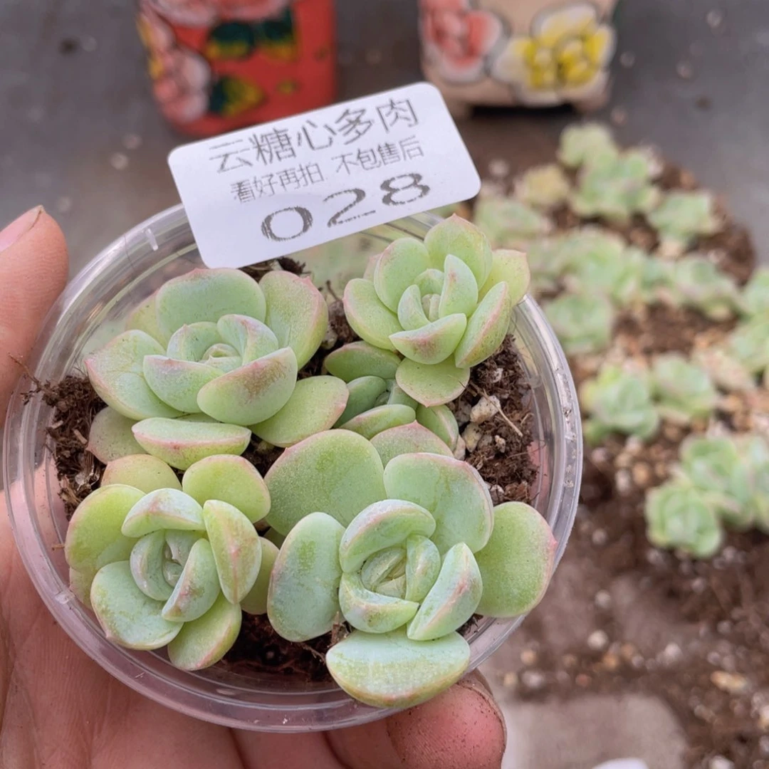 云糖心多肉植物28