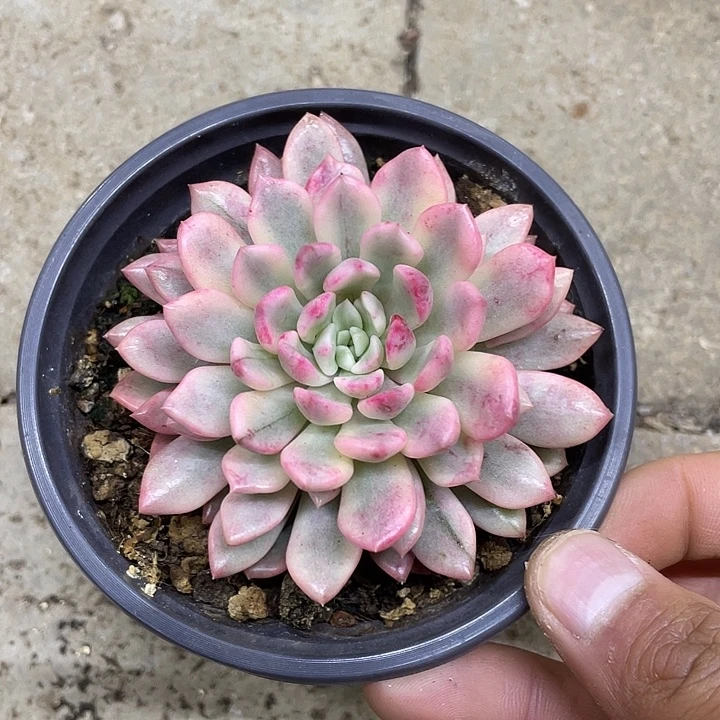 红宝石锦一物一拍锦龙