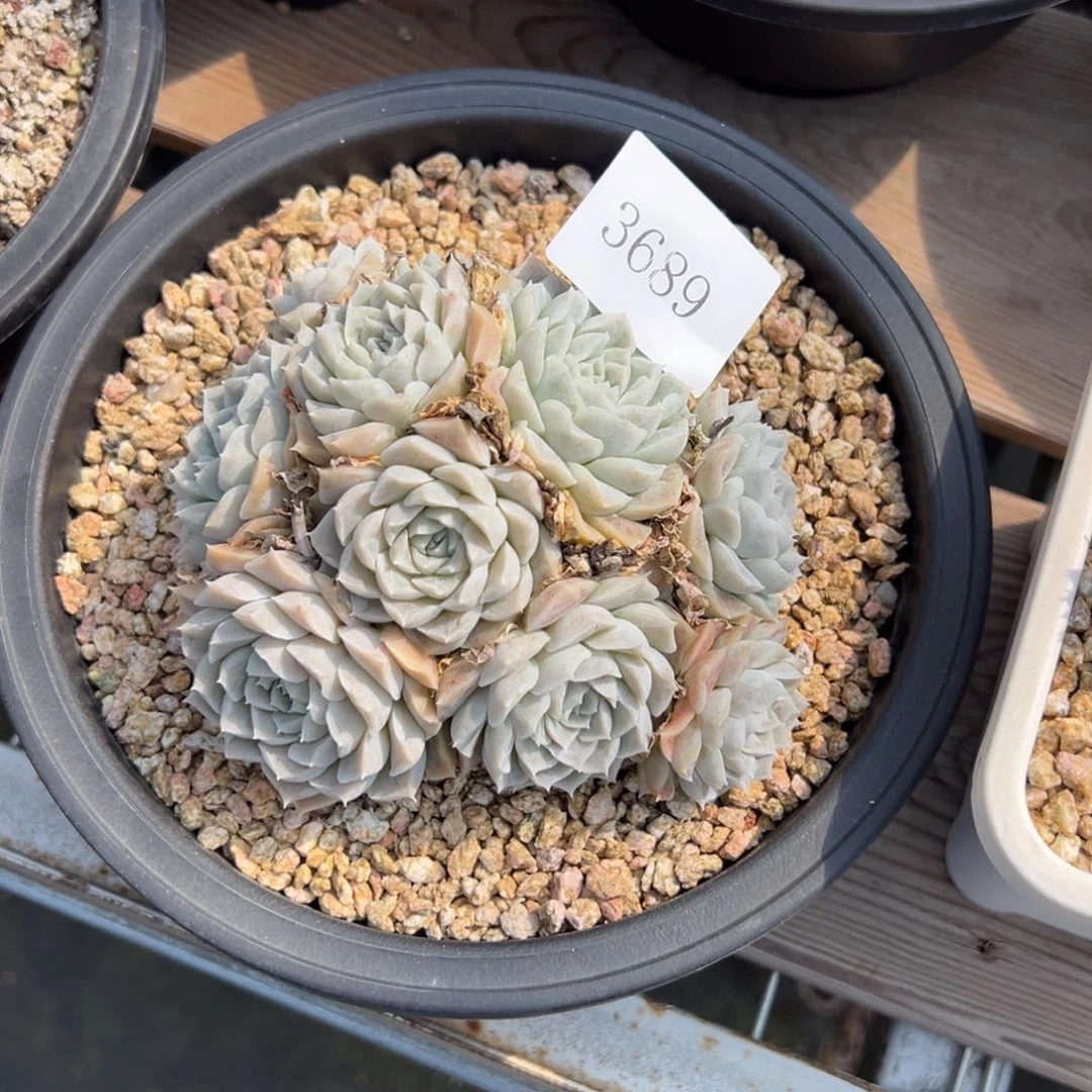 深***?3689多肉多多多多