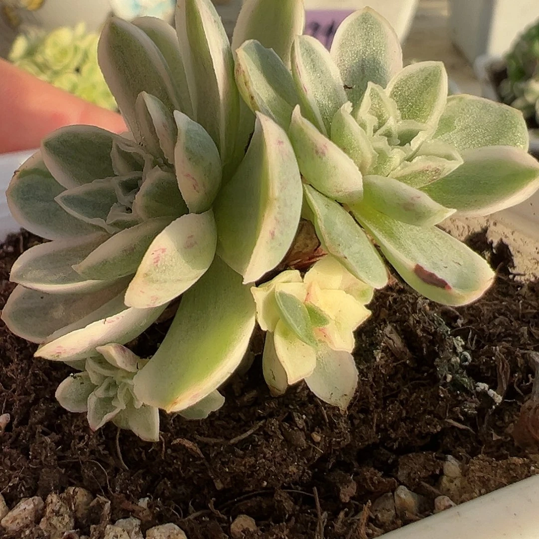 山地玫瑰锦秋夕949号