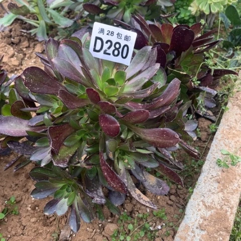 280黑元叶不包断枝