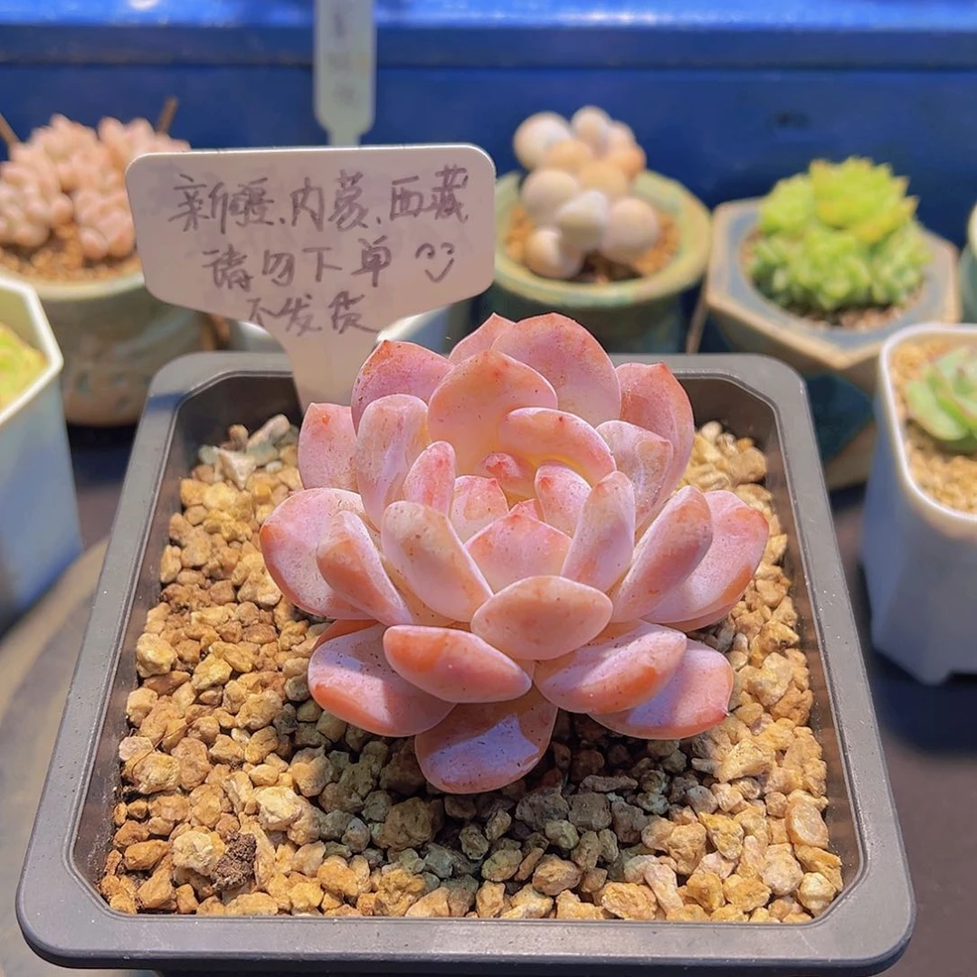 韩橙，多肉植物，……