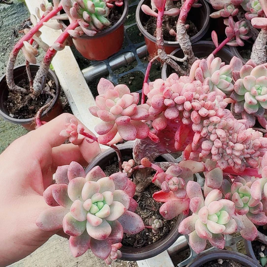 不**莲哈哈哈哈哈哈哈哈哈哈哈哈哈