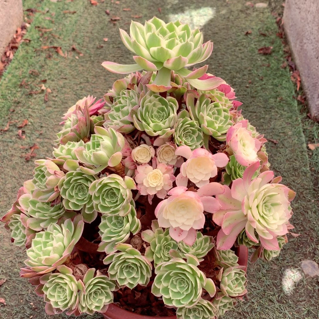 摘心海王，多肉植物