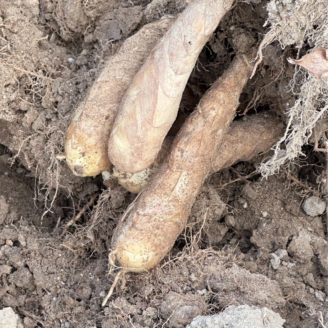 中三兴平哥助农行动-罗绵彬竹薯