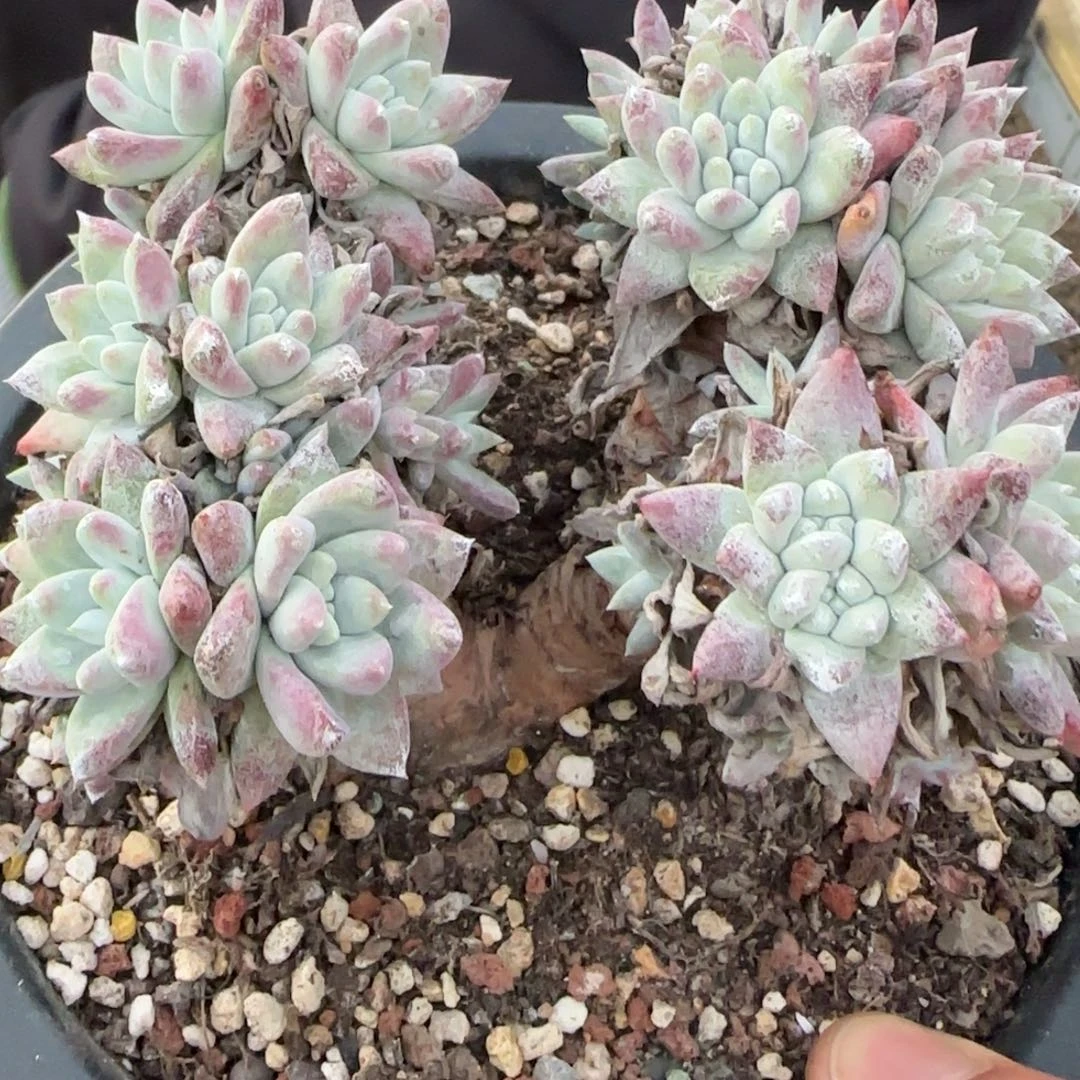 游*20250202w多肉游鱼