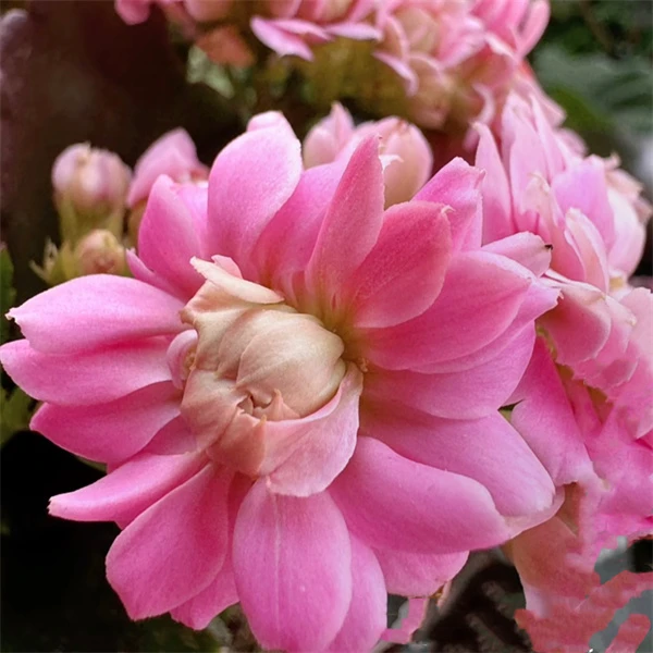 【凌波仙子 11cm盆】重瓣长寿花 0°C地区请拍保温 不拍冻坏不赔