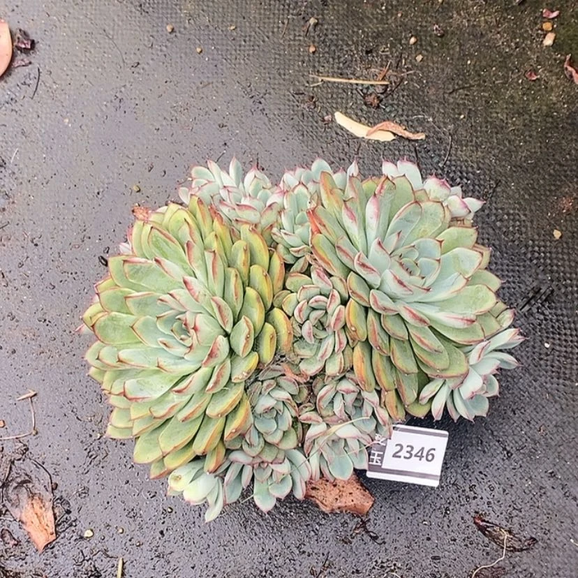 【闪购商品】荷花2346