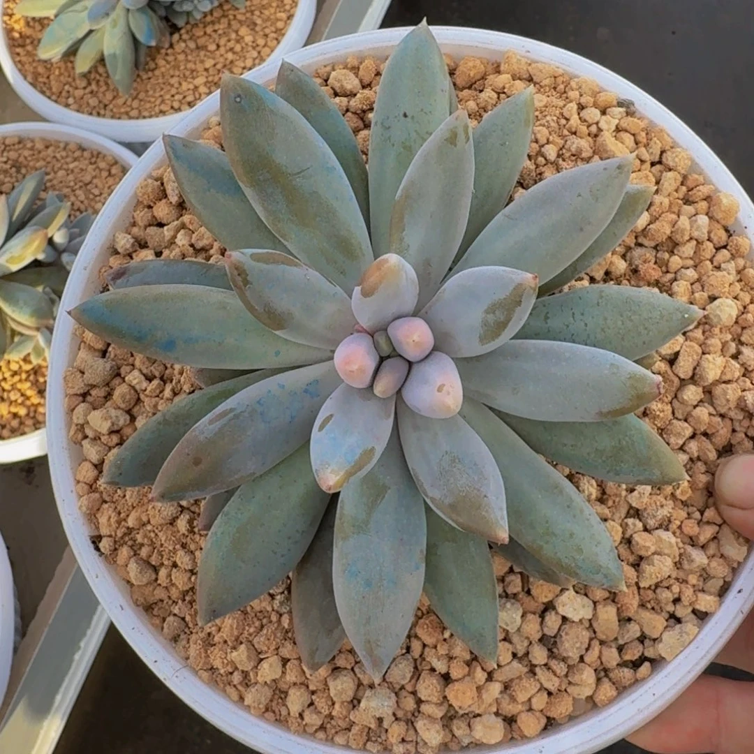 焦糖体 哥特 单头 一物一拍