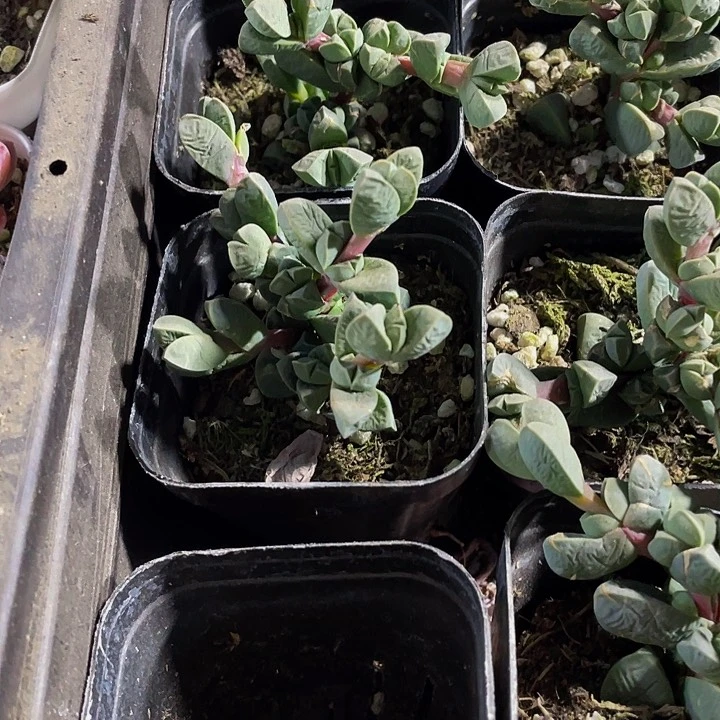 鹿角海棠2.8带盆