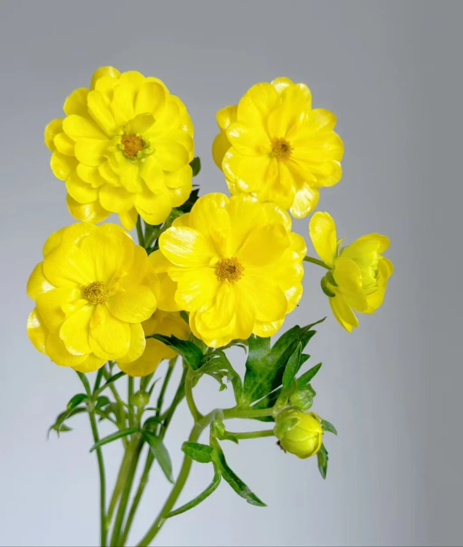 黄色蝴蝶洋牡一把  云南基地鲜花直发   一手货源摆地摊