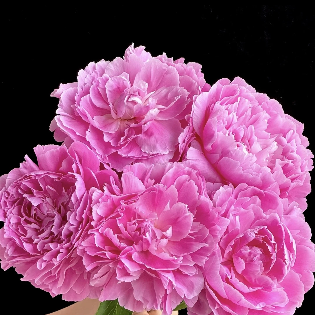 【菏泽助农补贴】少女妆进口芍药对货对版山东精品芍药鲜切花A级G