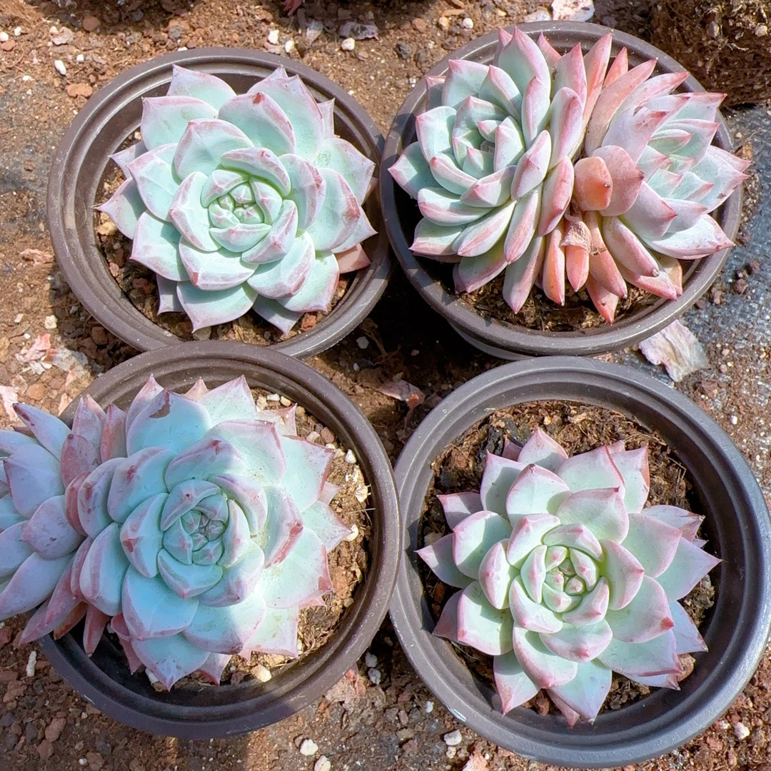 老庄粉蓝鸟 精品多肉（满18包邮）