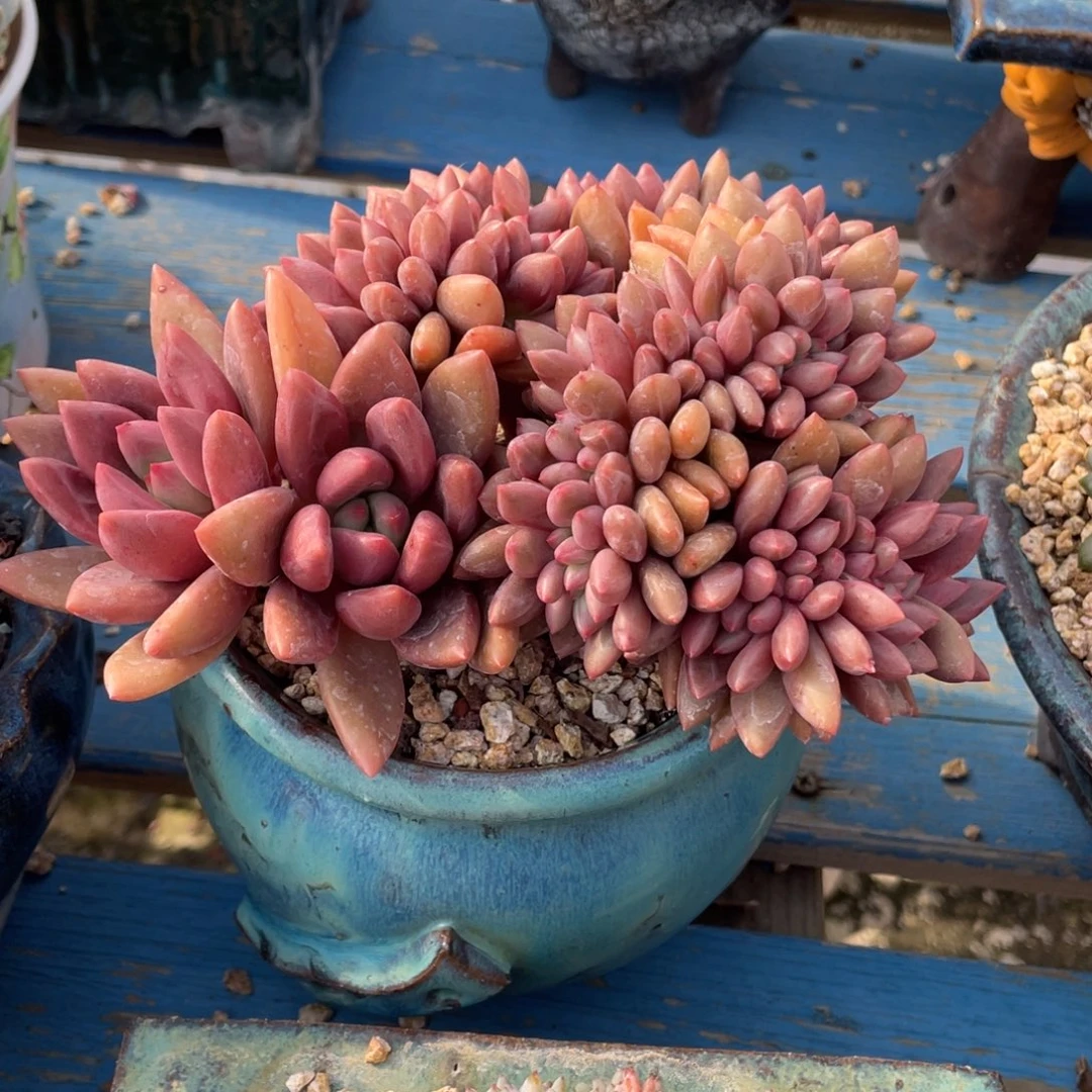 豆总多肉桃花源缀