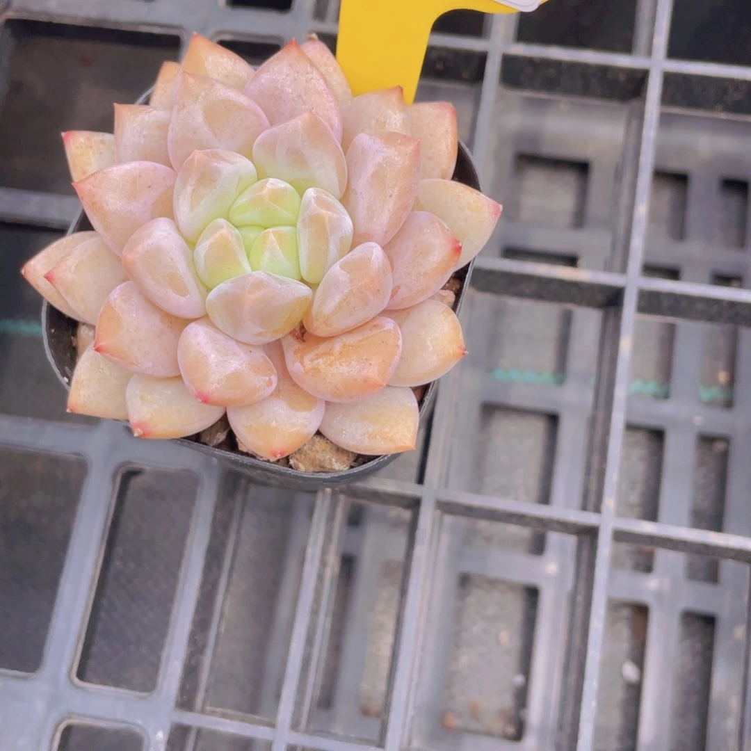 1289号 果冻奶油半夏单头