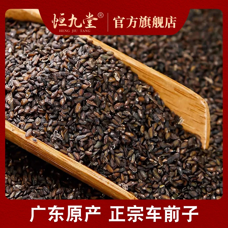 车前子 净重250克 精选干净当季新货颗粒饱满