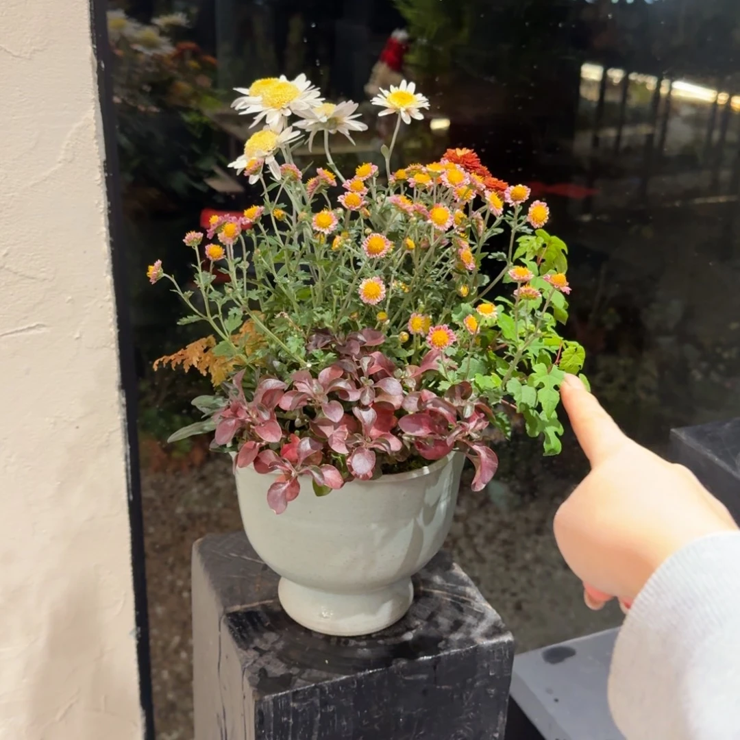 全部花朵山野草陶盆
