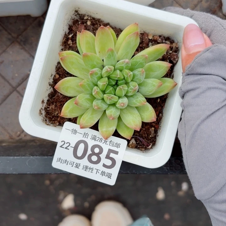青花瓷无盆土发货多肉