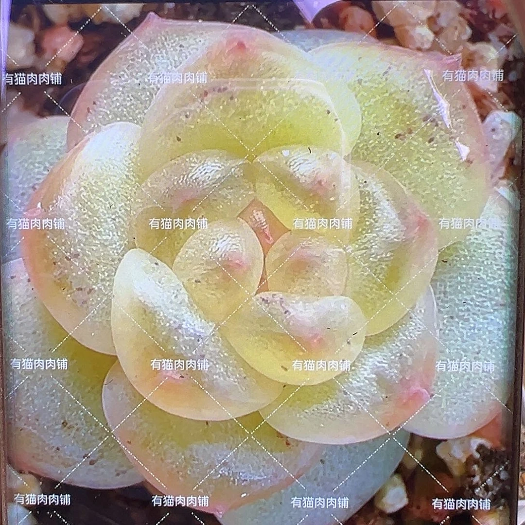 浮光 独家优选。