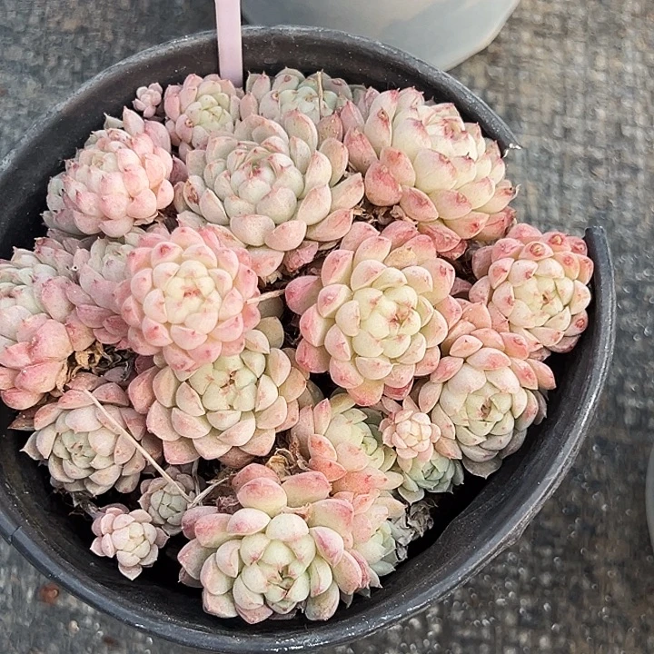 甜***味糖心      99098号