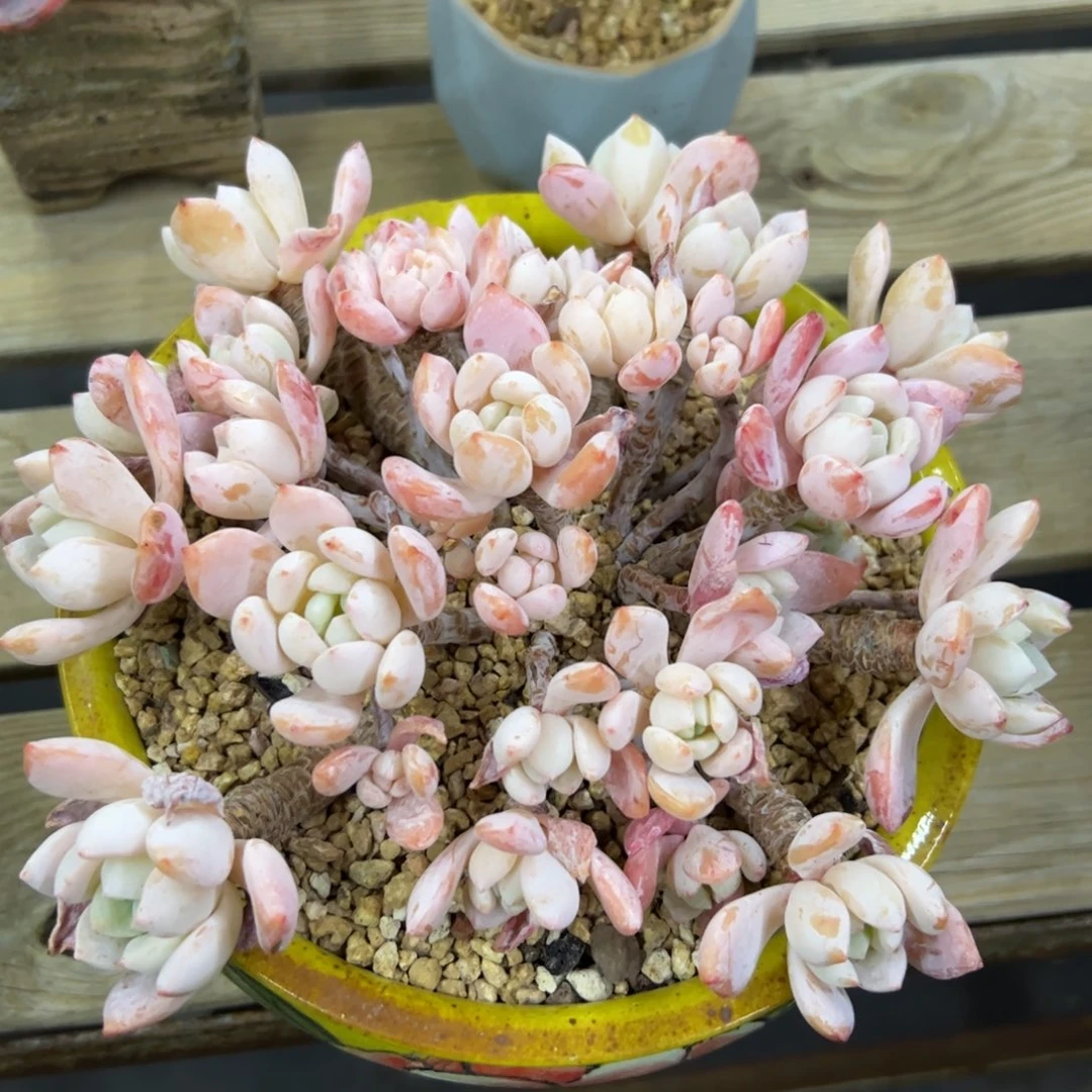 冷香48 零零多肉植物